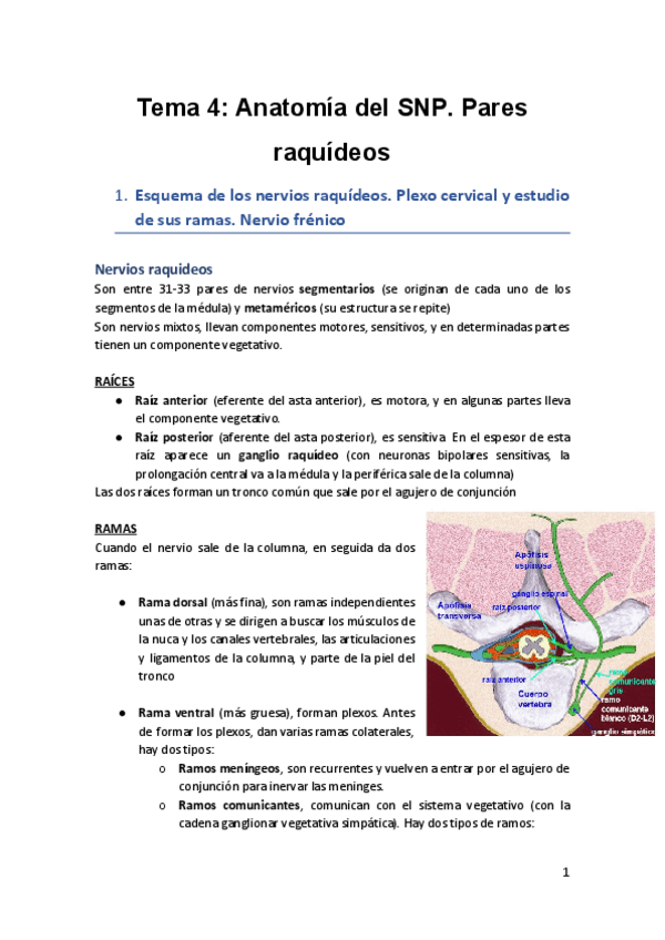 Miniatura del documento Tema-4-Anatomia-del-SNP.pdf