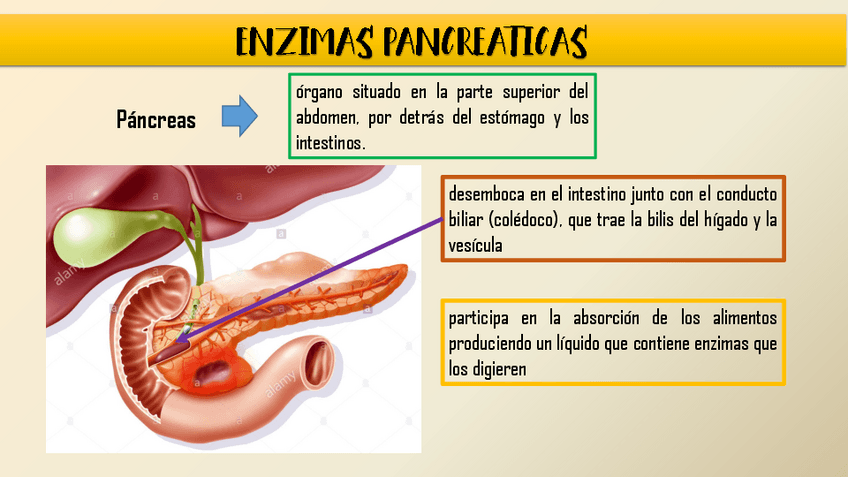 Miniatura del documento ENZIMAS-PANCREATICAS-LISTAS-.pdf