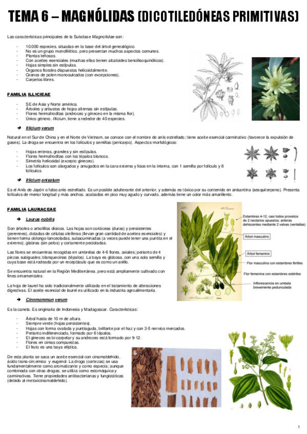 Miniatura del documento TEMA 6 - BOT. MEDICINAL.pdf