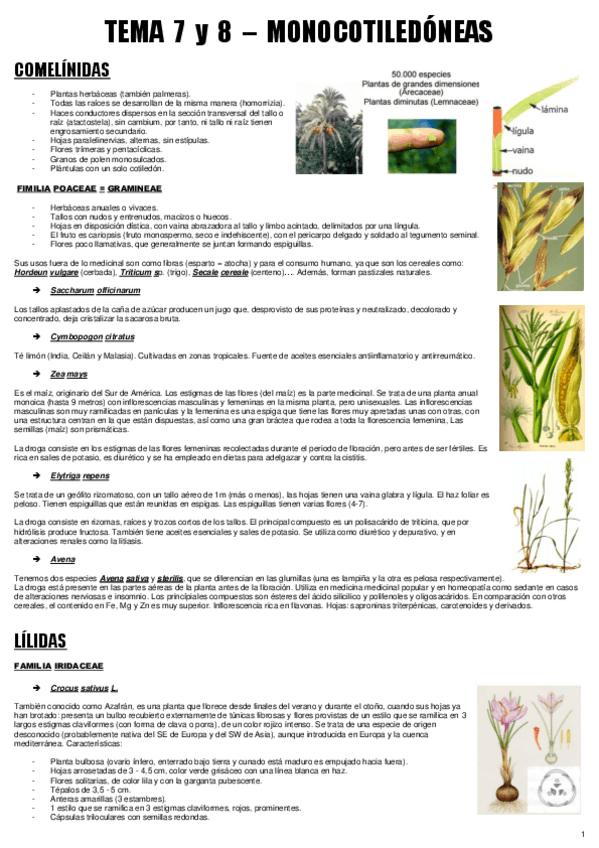 Miniatura del documento TEMA 7 y 8- BOT. MEDICINAL.pdf