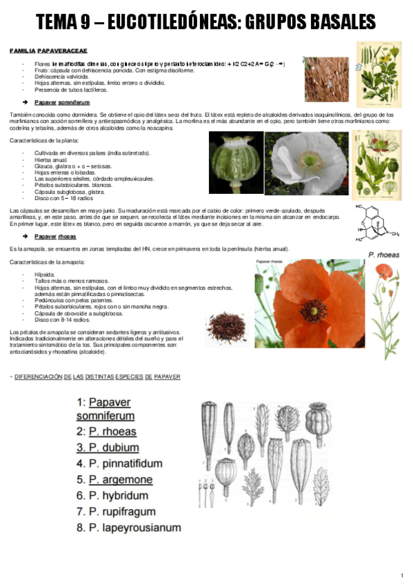 Miniatura del documento TEMA 9 - BOT. MEDICINAL.pdf