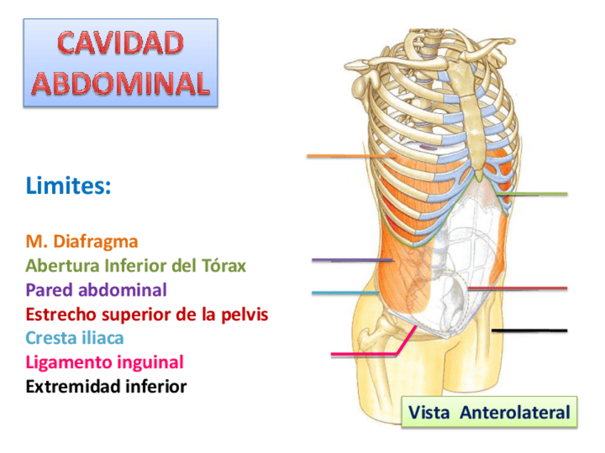 Miniatura del documento Cavidad-Abdominal.pdf