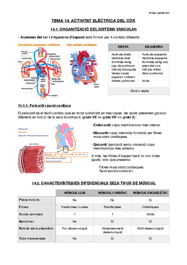 Miniatura del documento Apunts-Fisiologia-i-Fisiopatologia-II-Tema-14.pdf