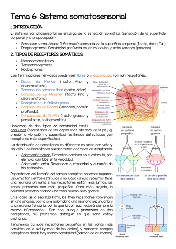 Miniatura del documento T6-Sistema-somatosensorial.pdf