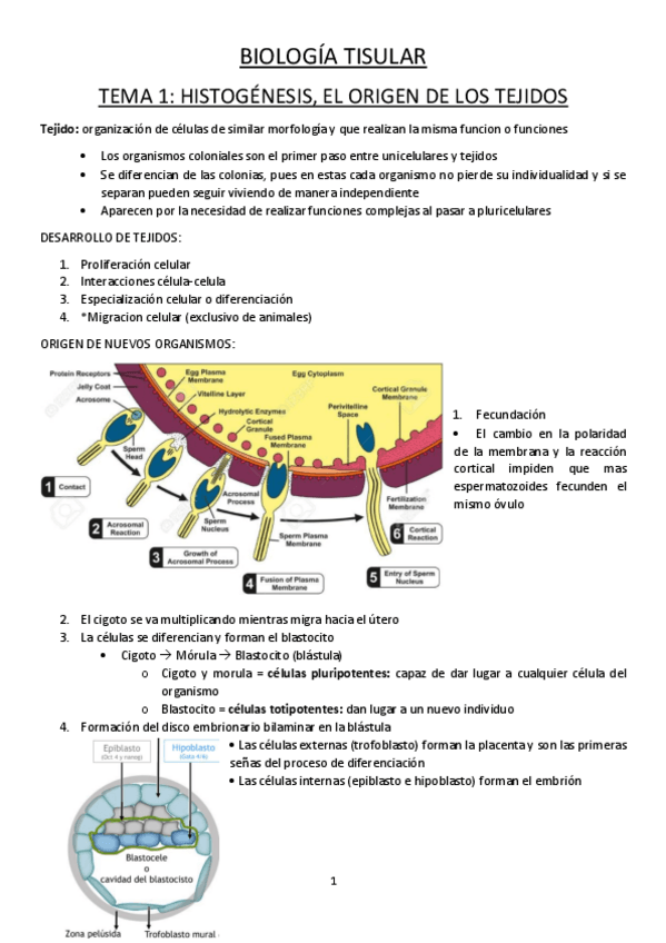 Miniatura del documento Tisular.pdf