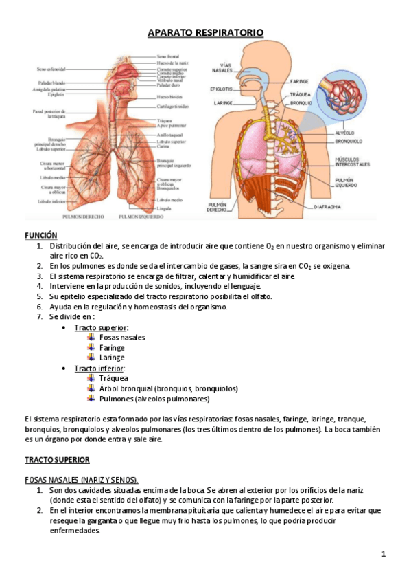 Miniatura del documento APARATO-RESPIRATORIO.pdf