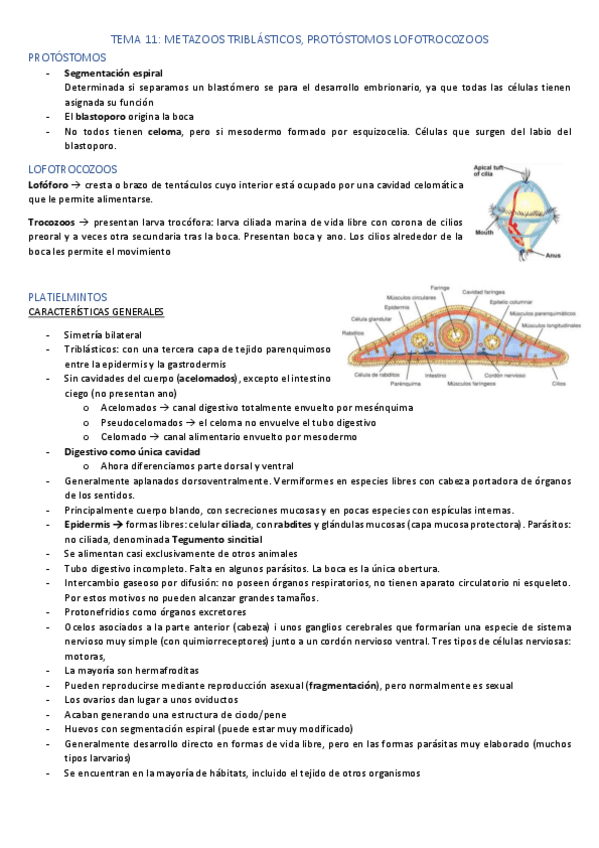 Miniatura del documento Zoologia-TEMA-11.pdf