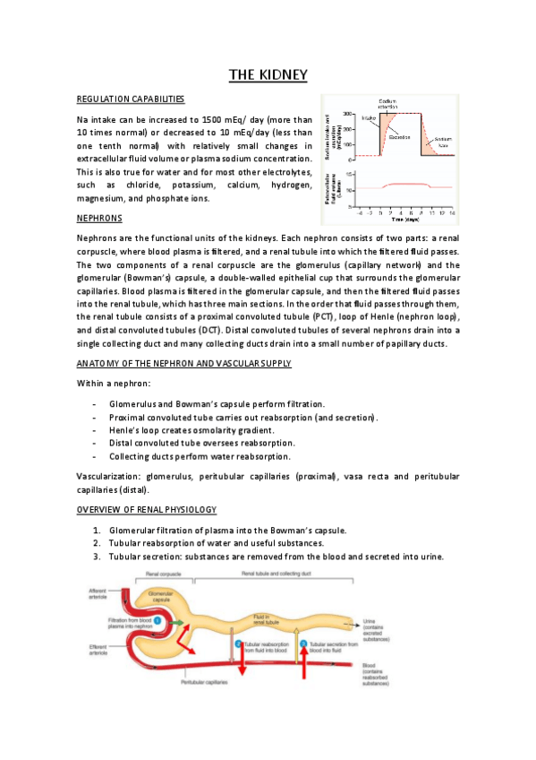 Miniatura del documento THE-KIDNEY.pdf