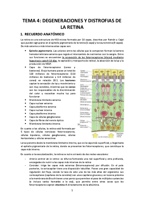 Miniatura del documento Tema-4-Degeneraciones-y-distrofias-de-la-retina.pdf
