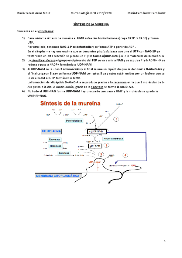 Miniatura del documento SINTESIS-DE-LA-MUREINA.pdf