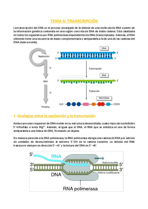 Miniatura del documento TEMA-6-Bioquimica.pdf