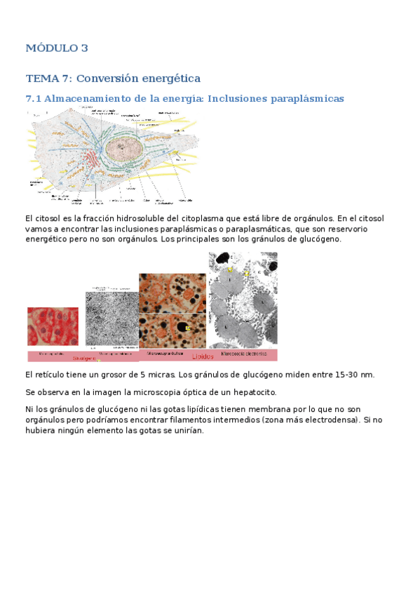 Miniatura del documento MODULO-3-Mitocondria-y-citoesqueleto.docx