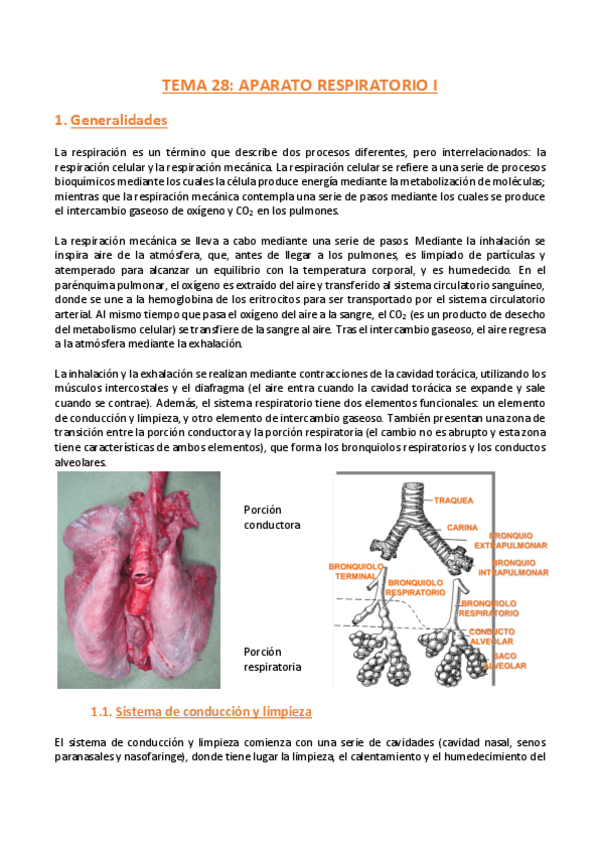 Miniatura del documento TEMA-28-Histologia.pdf