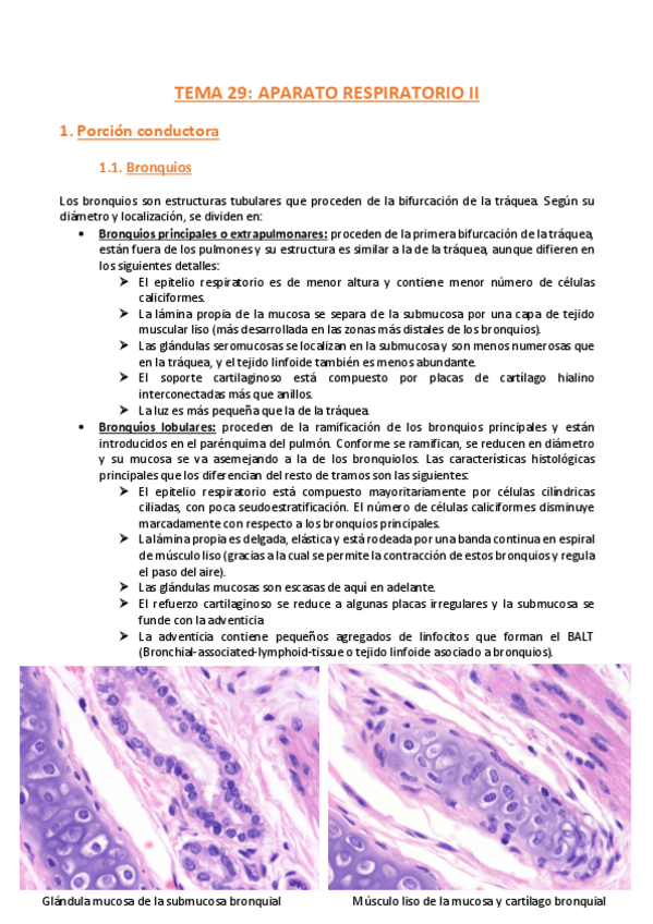 Miniatura del documento TEMA-29-Histologia.pdf