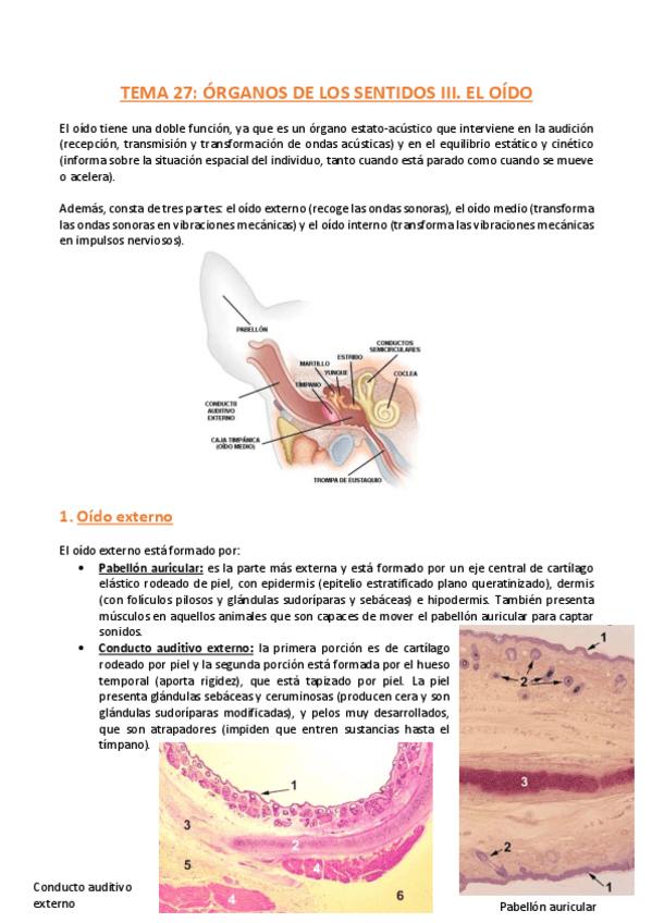 Miniatura del documento TEMA-27-Histologia.pdf