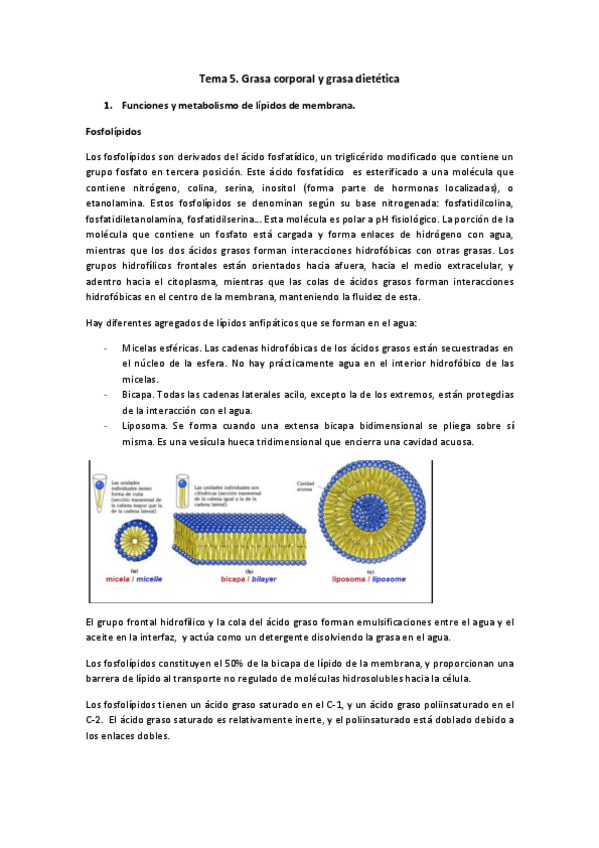 Miniatura del documento Tema-5.pdf