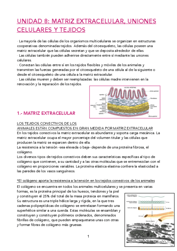 Miniatura del documento UD-8-BIOCEL-DONE-PDF.pdf