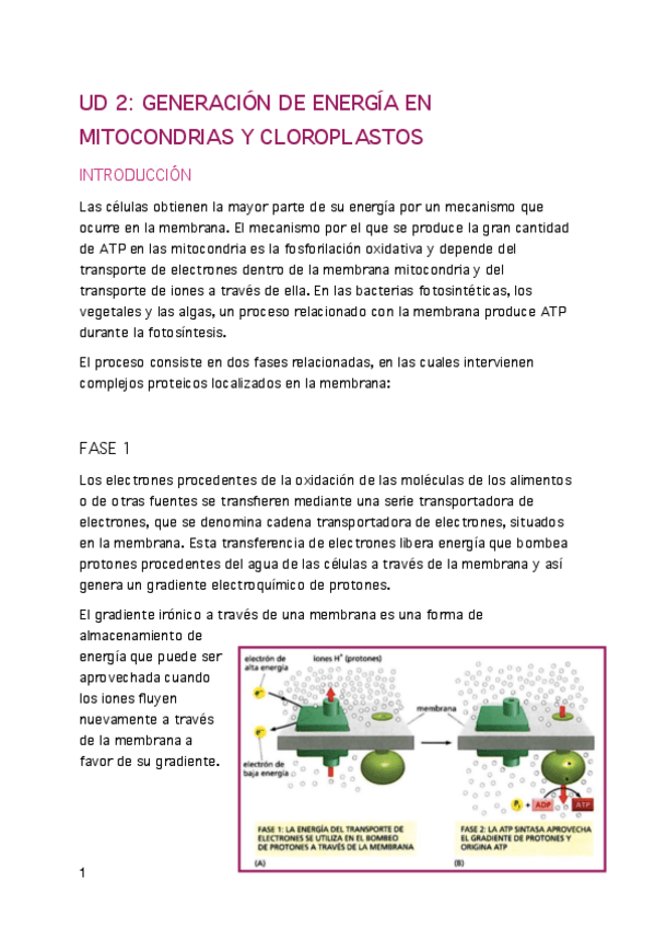 Miniatura del documento UD-3-BIOCEL-pdf.pdf