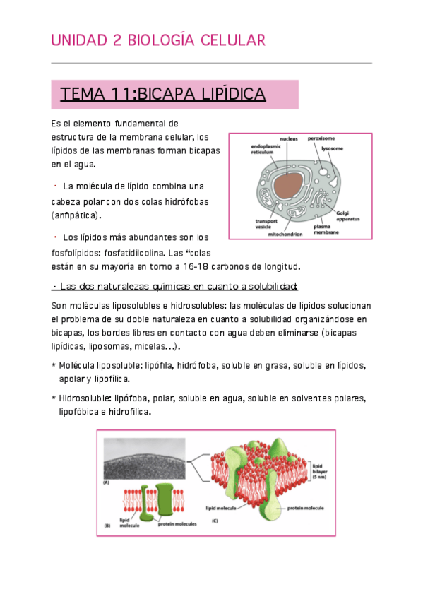 Miniatura del documento UD-2-BIOCEL-TERMINADA.pdf