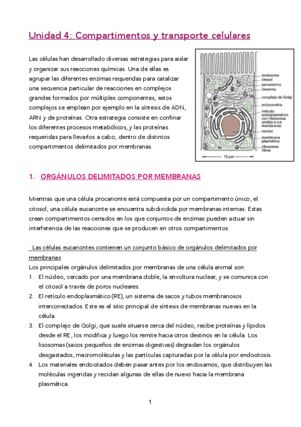Miniatura del documento UD-4-TERMINADA-pdf.pdf
