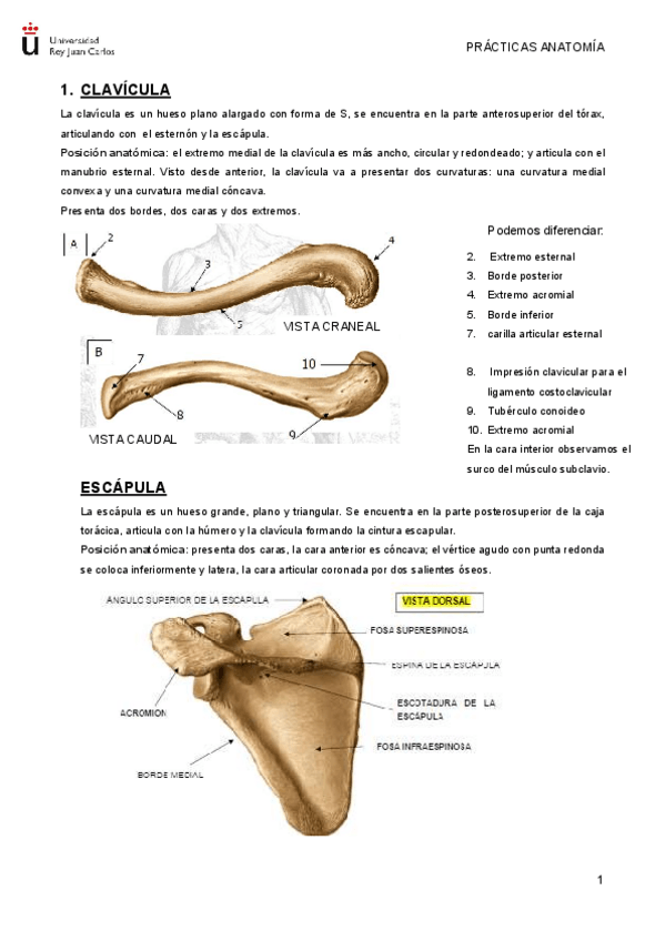 Miniatura del documento PRACTICA-ORAL.pdf