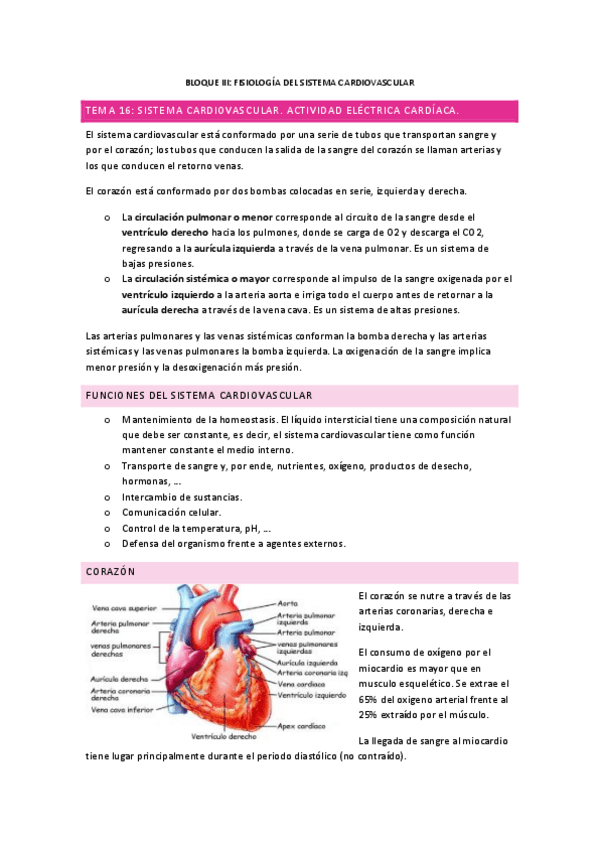 Miniatura del documento TODO-Sistema-Cardiovascular.pdf