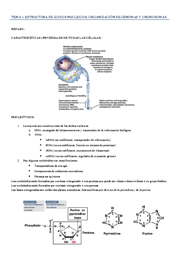 Miniatura del documento apuntes-bioquimica-2.pdf