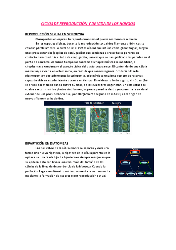 Miniatura del documento CICLOS DE REPRODUCCIÓN Y DE VIDA DE LOS HONGOS.pdf