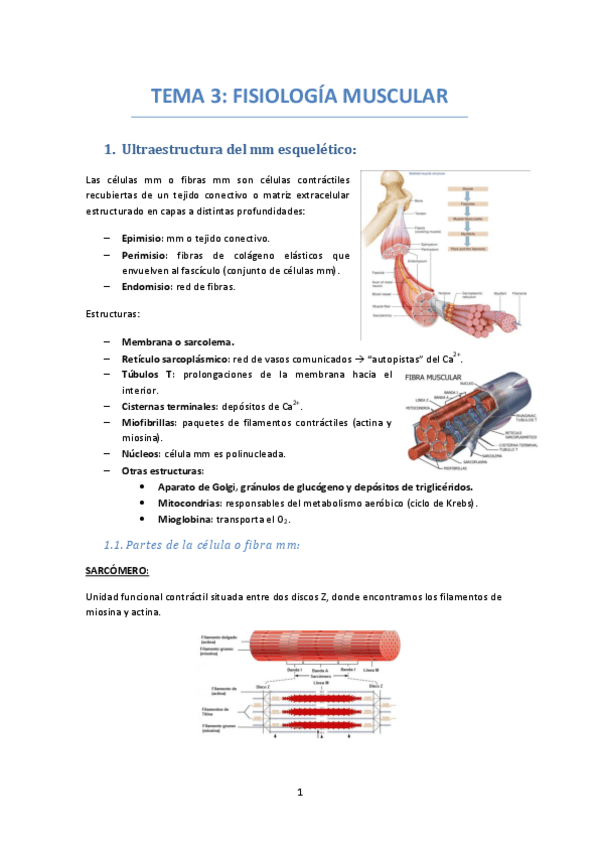 Miniatura del documento TEMA-3-FISIOLOGIA-MUSCULAR.pdf