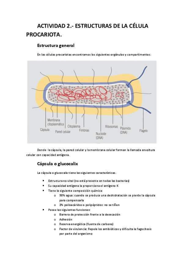 Miniatura del documento ACTIVIDAD 2.- Estructuras de la células procariota.pdf