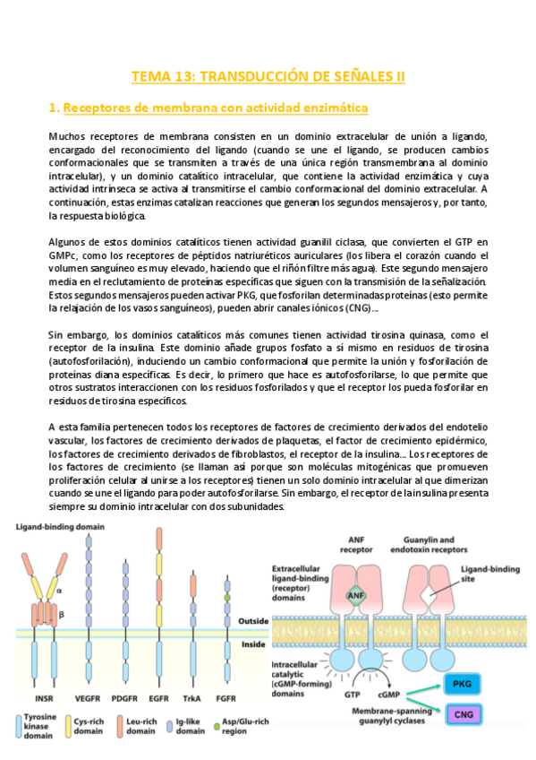 Miniatura del documento TEMA-13-Bioquimica.pdf