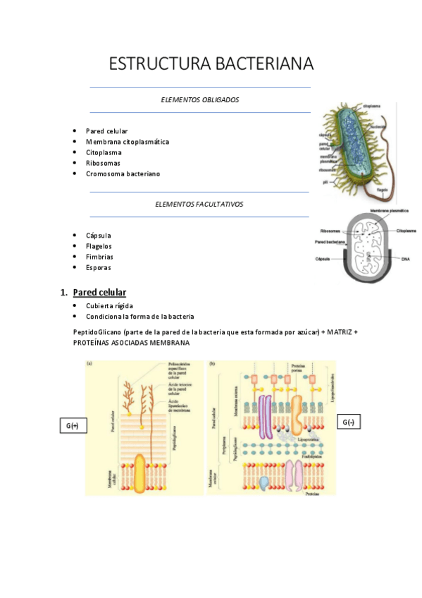 Miniatura del documento Estructura-bacteriana.pdf