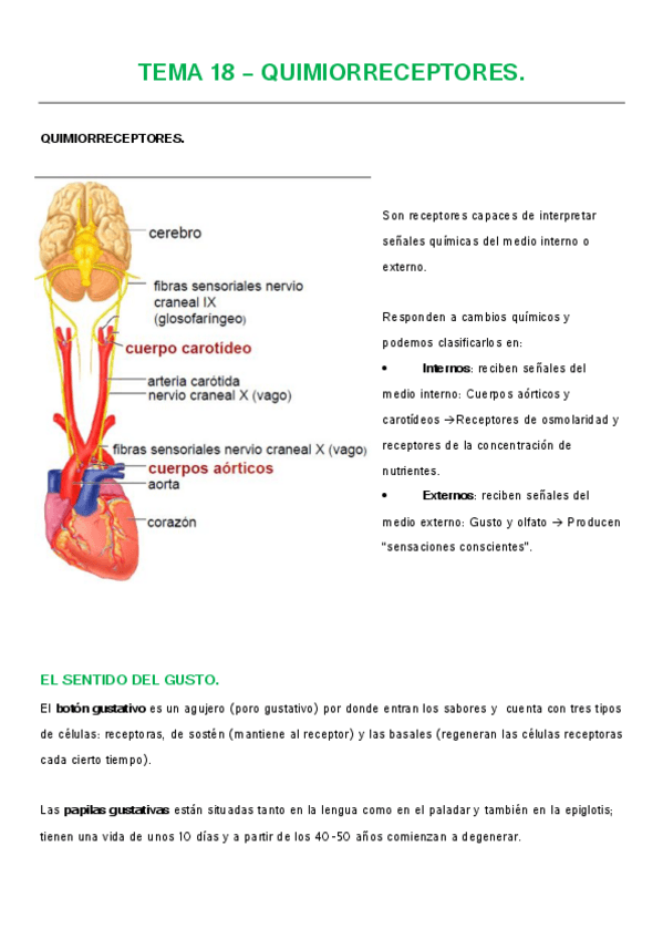 Miniatura del documento TEMA 18 - QUIMIORRECEPTORES.pdf