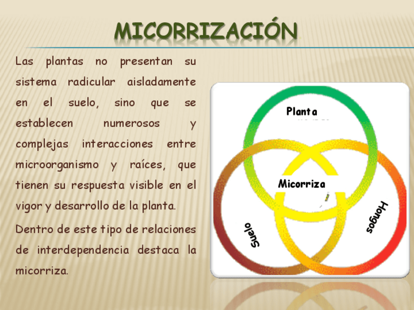 Miniatura del documento micorrizas-en-restauracion.pdf