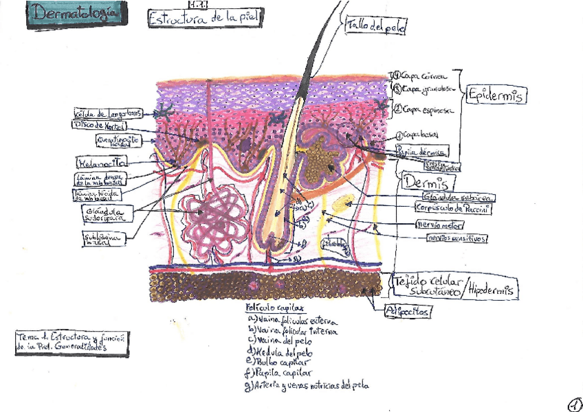Miniatura del documento Tema-01Estructura-y-funciones-de-la-pielEsquema.pdf