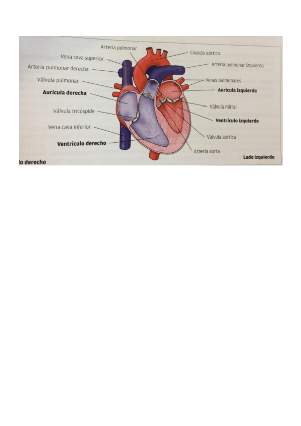 Miniatura del documento Anatomia-del-corazon.pdf