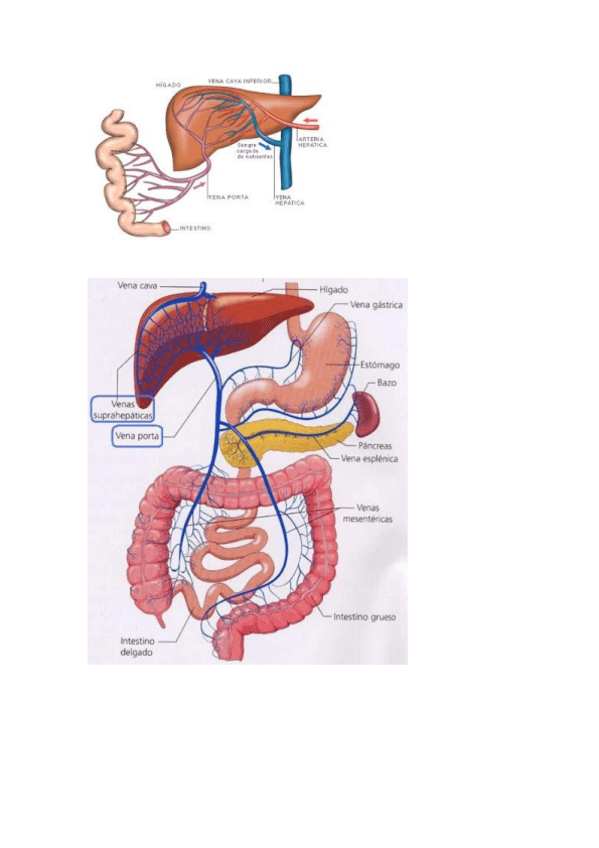 Miniatura del documento Vena-porta.pdf