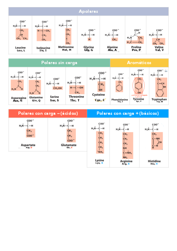Miniatura del documento Tabla-resumen-aminoacidos.pdf
