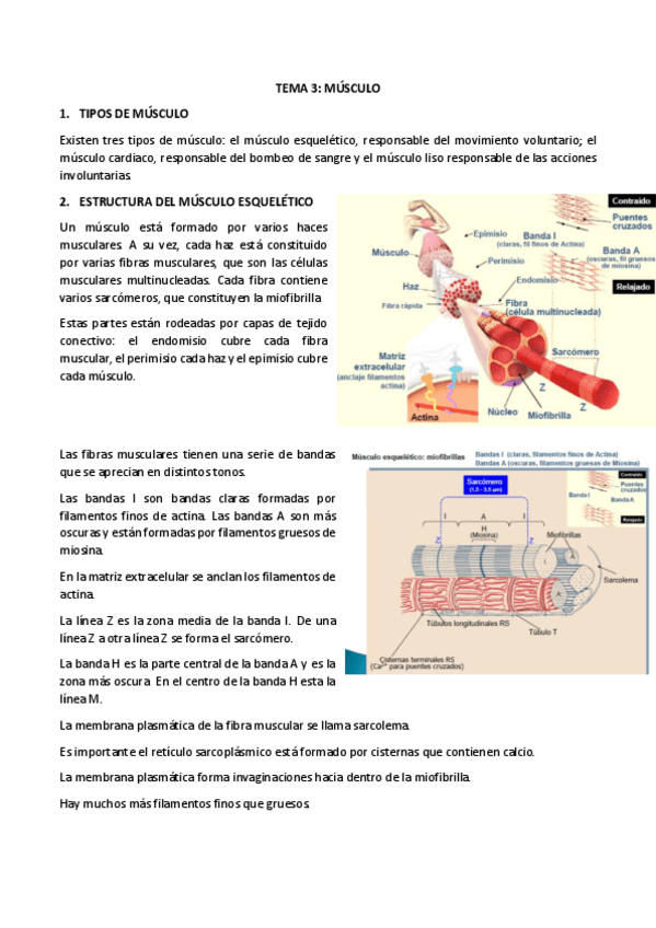 Miniatura del documento 3-tejido-muscular.pdf