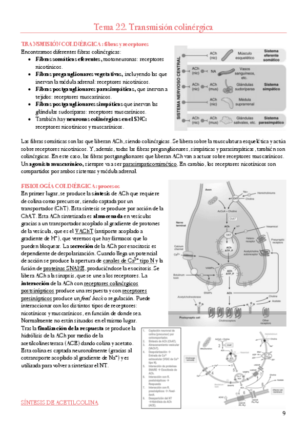 Miniatura del documento farma-colinergico.pdf