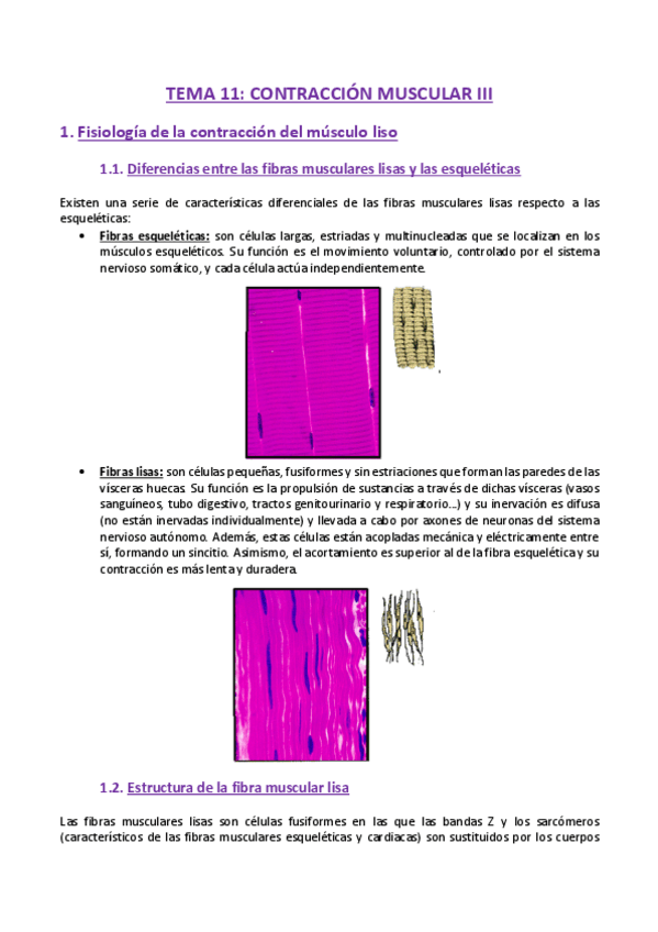 Miniatura del documento TEMA-11-Fisiologia.pdf