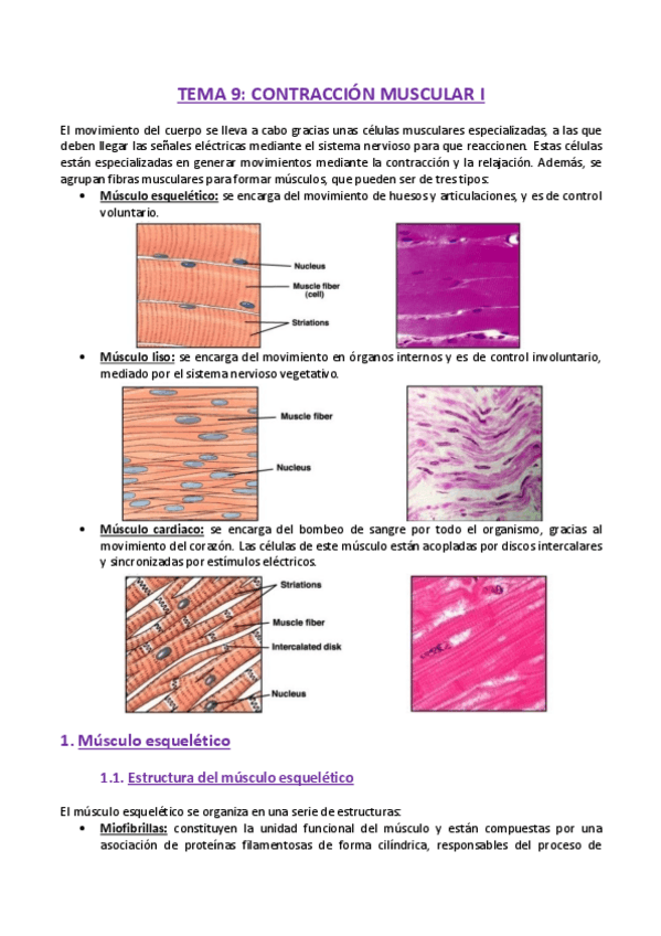 Miniatura del documento TEMA-9-Fisiologia.pdf