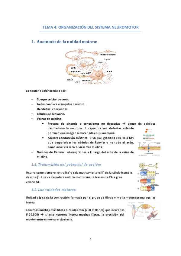Miniatura del documento TEMA-4-ORGANIZACION-SISTEMA-NEUROMOTOR.pdf