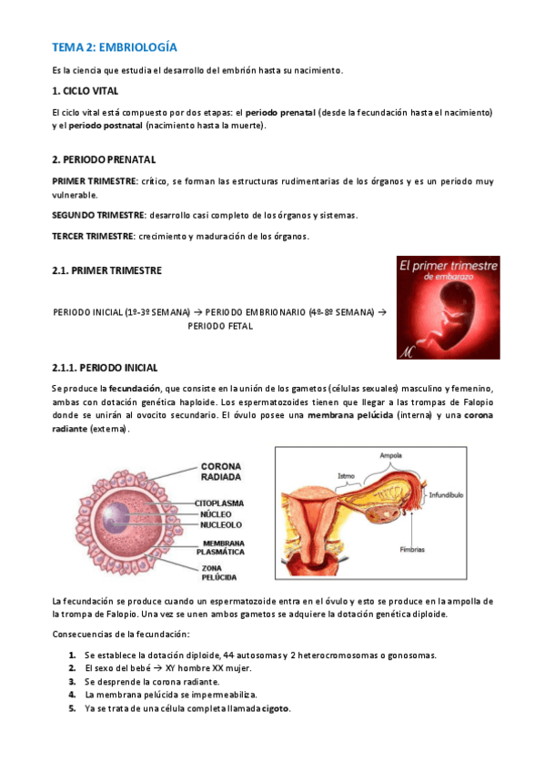 Miniatura del documento TEMA-ANATOMIA-WUOLAH-2-8.pdf