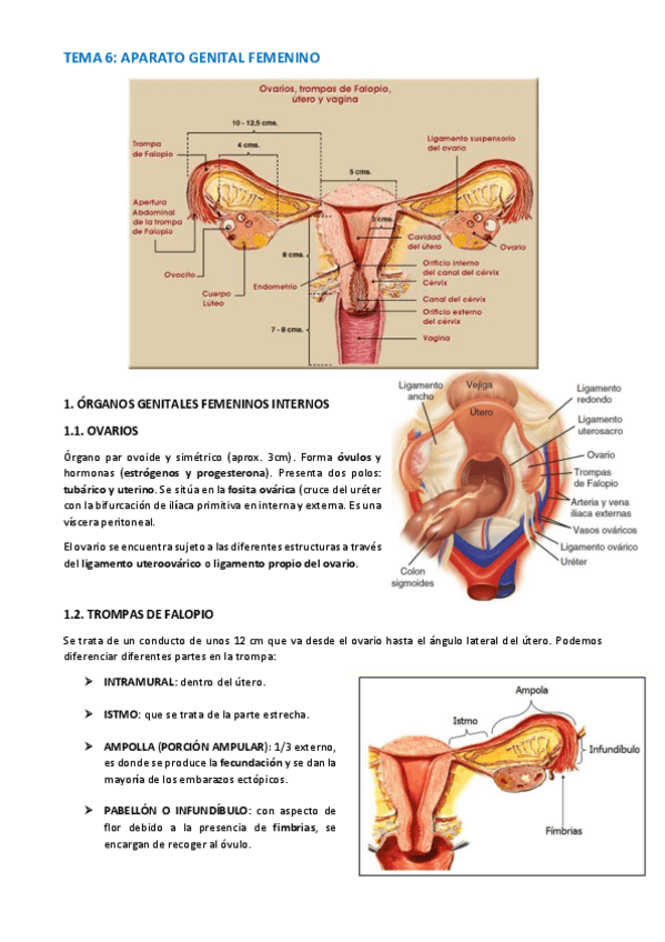 Miniatura del documento TEMA-ANATOMIA-WUOLAH-20-22.pdf