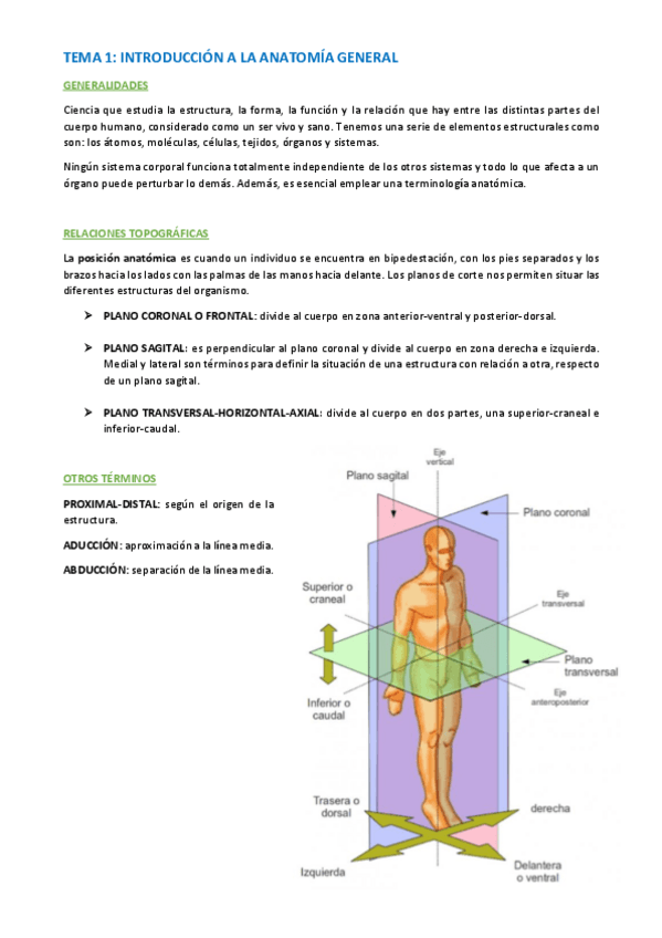 Miniatura del documento TEMA-ANATOMIA-WUOLAH-1.pdf