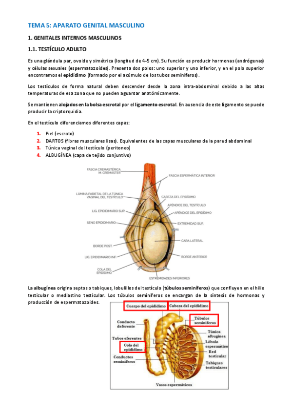 Miniatura del documento TEMA-ANATOMIA-WUOLAH-15-19.pdf