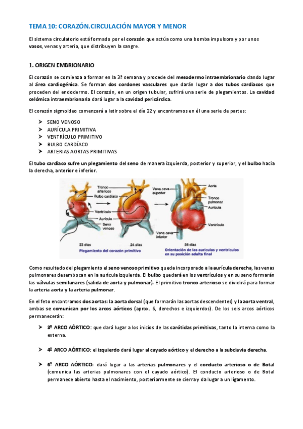 Miniatura del documento TEMA-ANATOMIA-WUOLAH-37-41.pdf