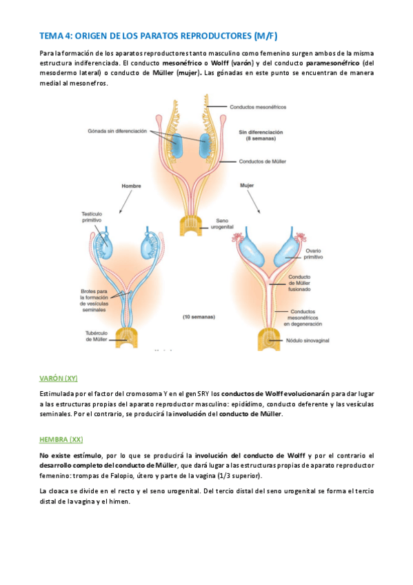 Miniatura del documento TEMA-ANATOMIA-WUOLAH-13-14.pdf