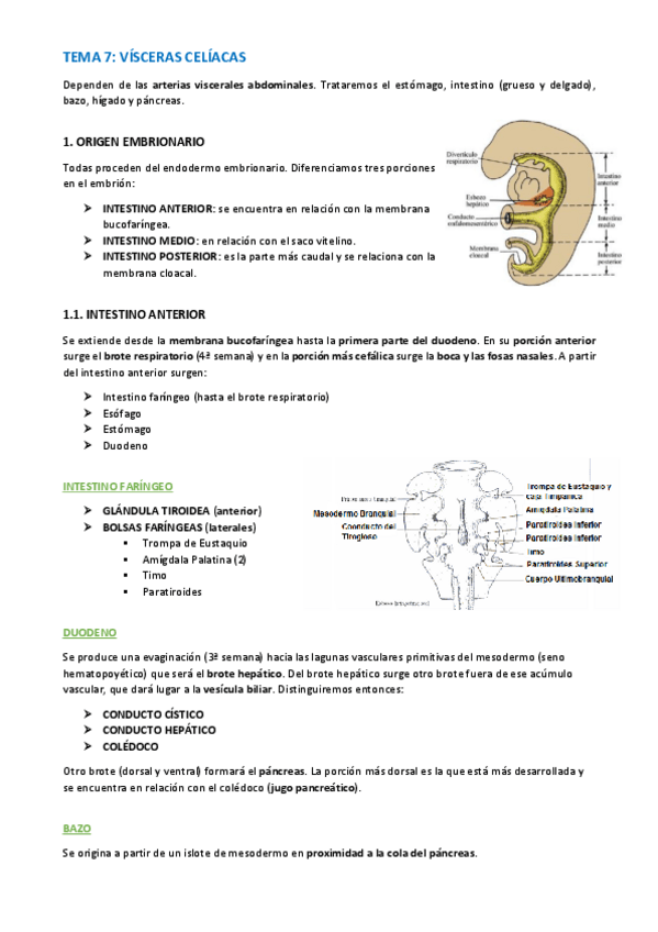 Miniatura del documento TEMA-ANATOMIA-WUOLAH-23-31.pdf